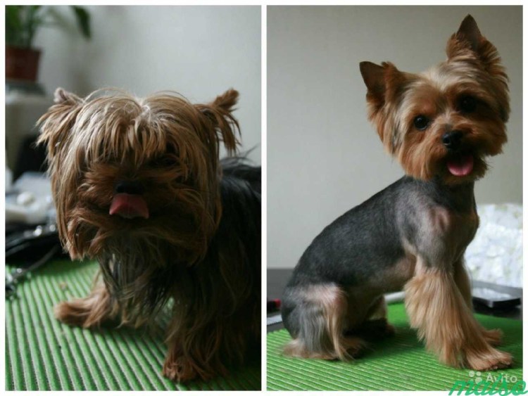 Гигиеническая стрижка Йорка