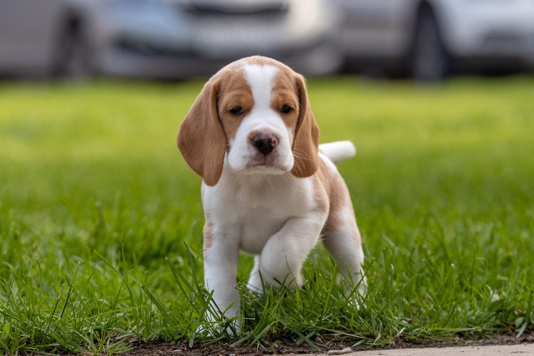 Бигль двухцветный