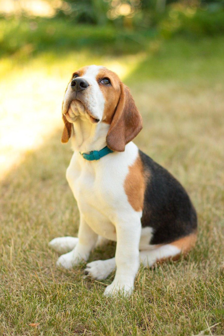 Бигль лимонный биколор