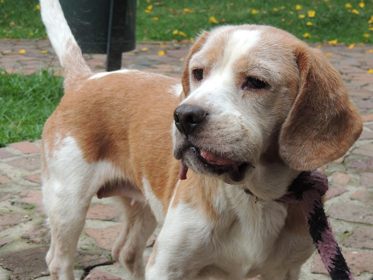 Бигль биколор форум