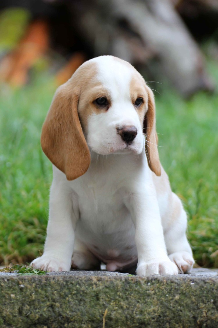 Щенки бигля биколор