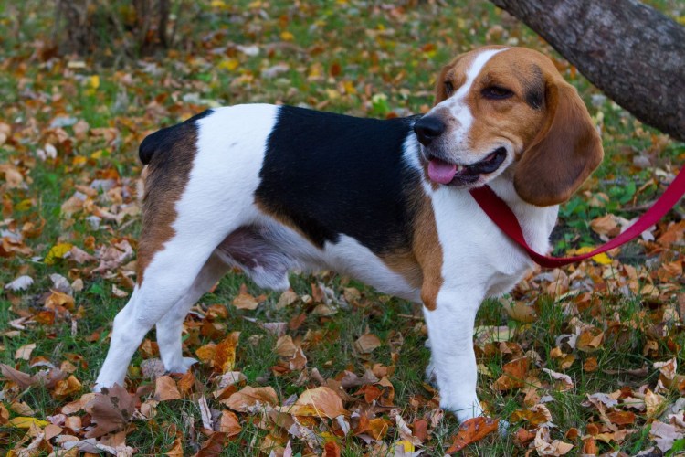 Бигль рыжий