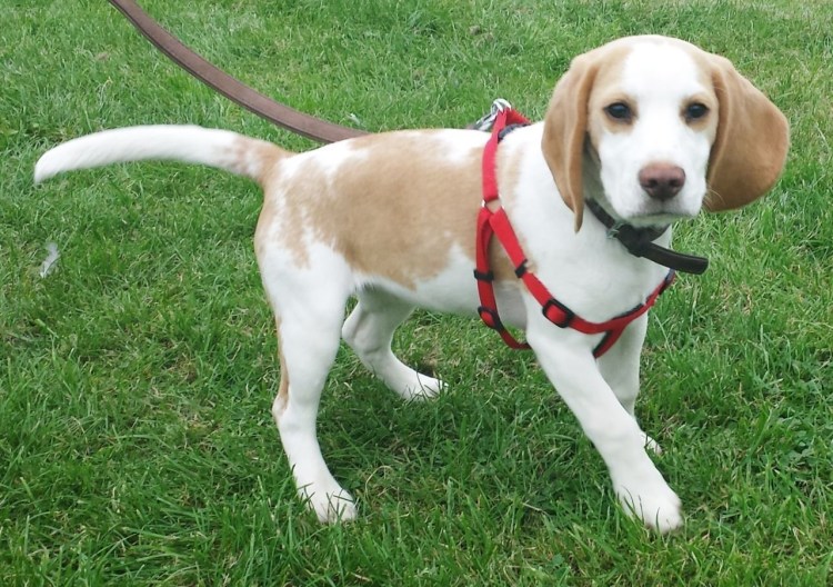 Бигль белый