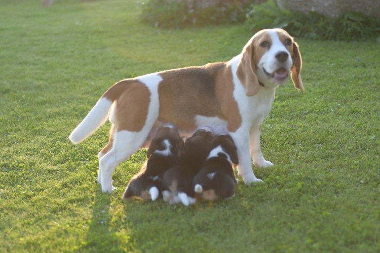 Щенки бигля биколор