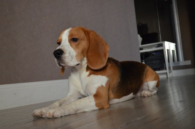 Бигль ПЭТ класса