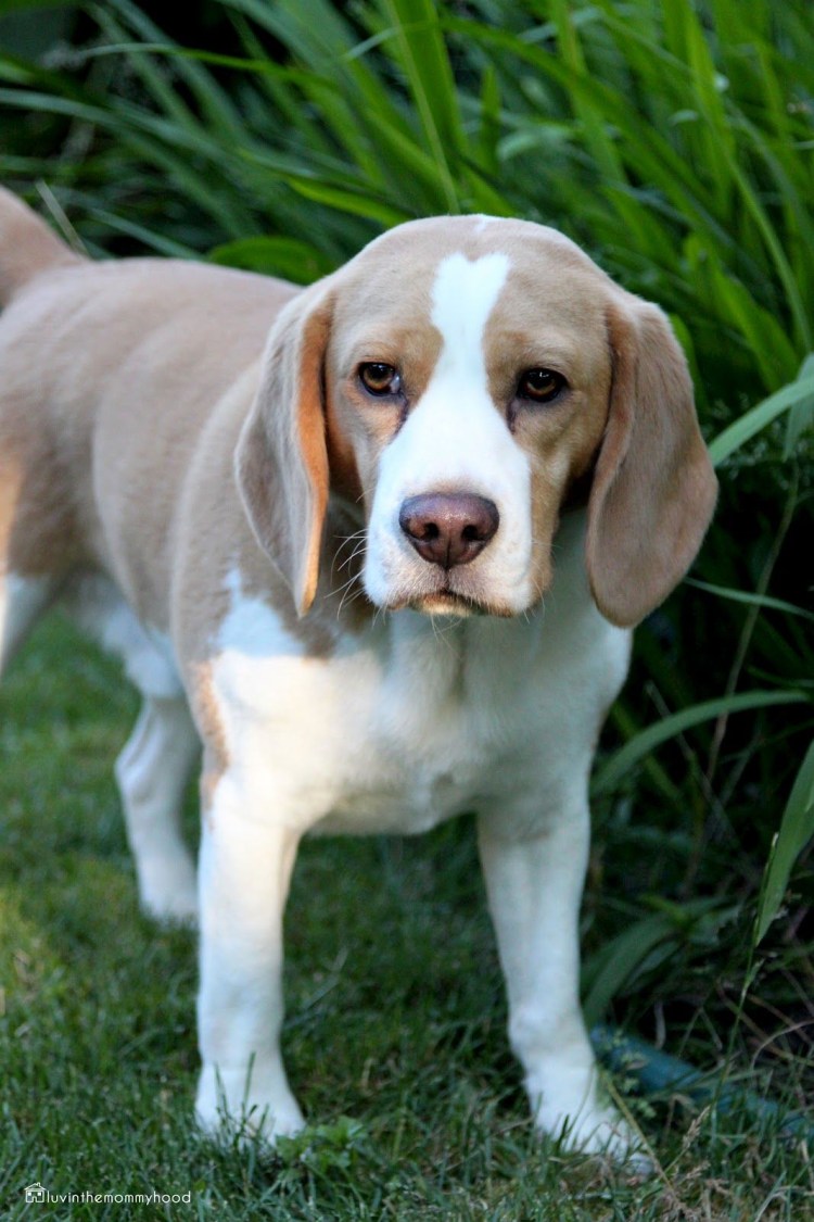 Крапчатый Бигль