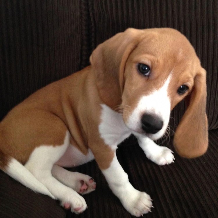 Голубой Бигль