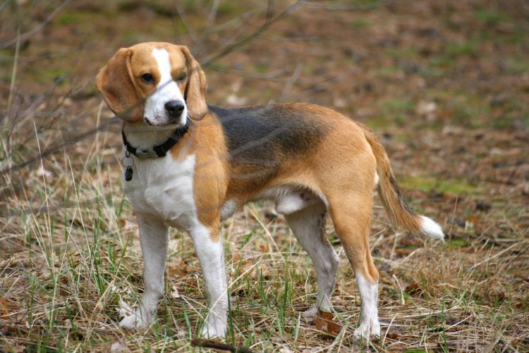 Лимонный Бигль