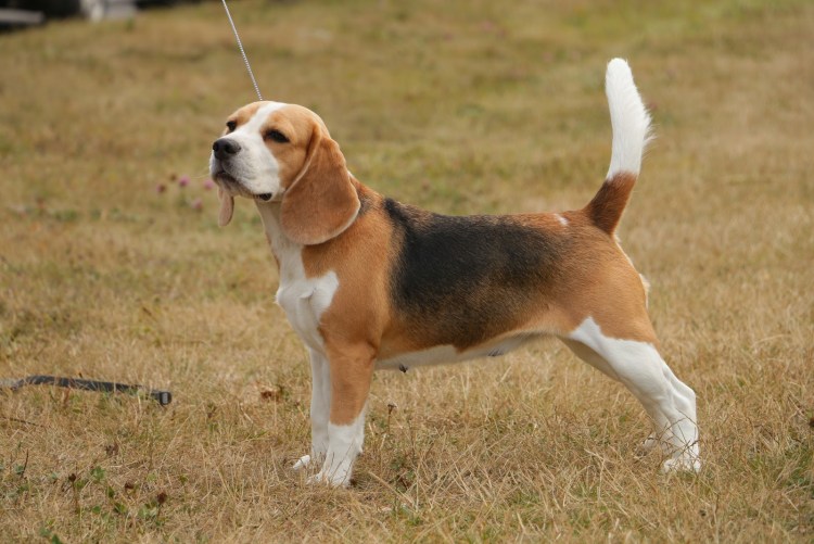 Лимонный Бигль