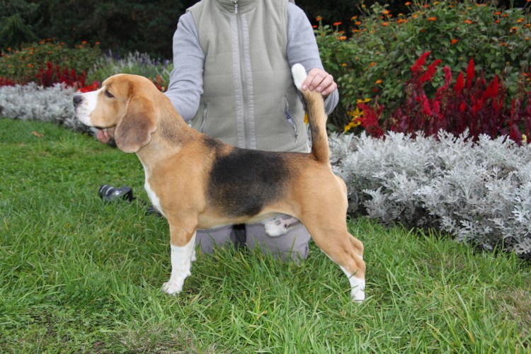 Эстонская гончая