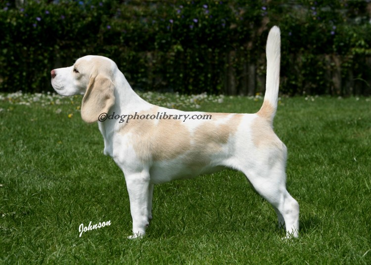 Голубой Бигль