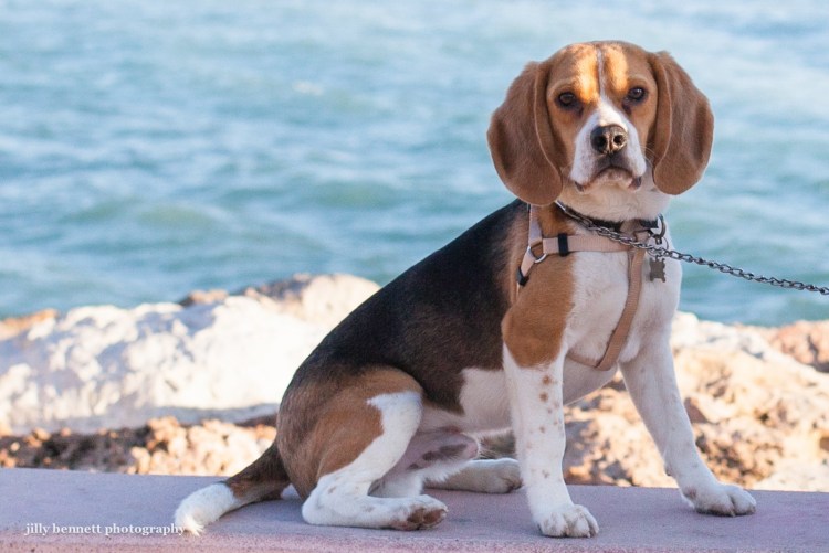 Бигль собака биколор