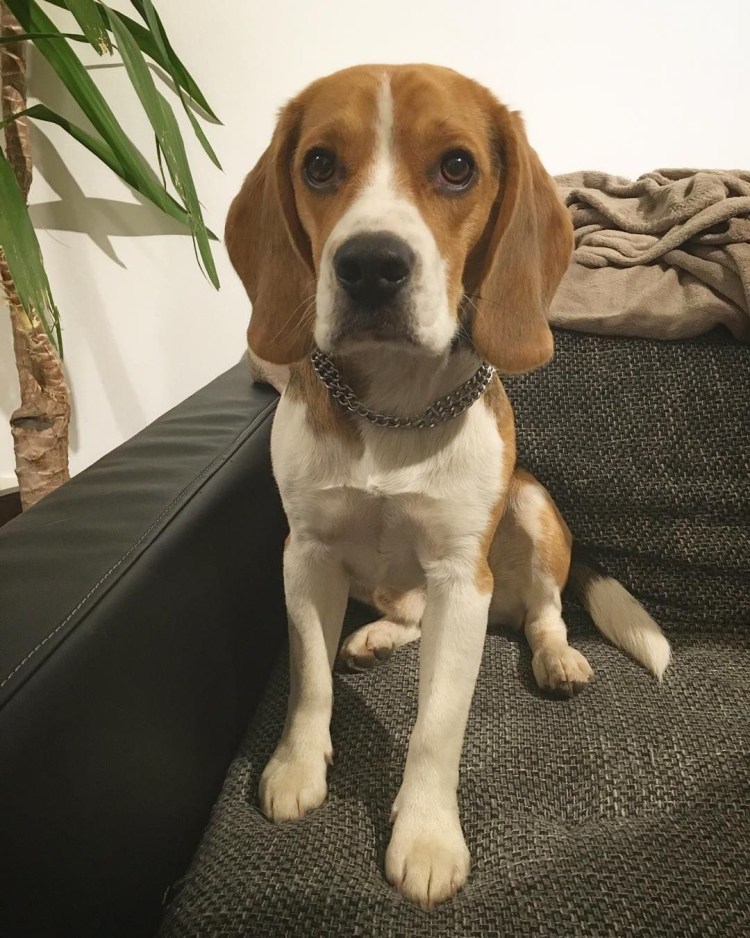 Бигль темный