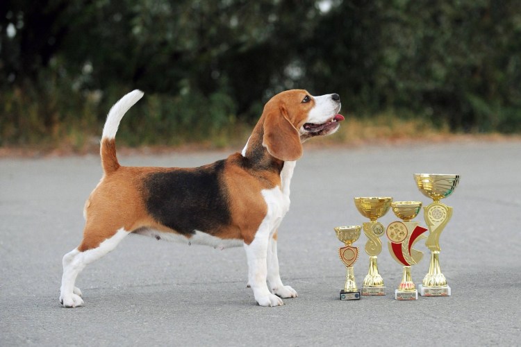 Бигль Молли