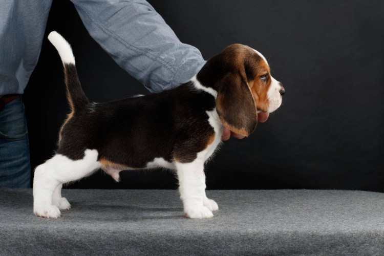 Бигль карликовый