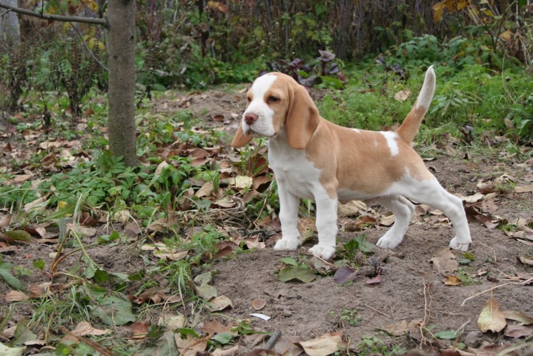 Бигль биколор щенок