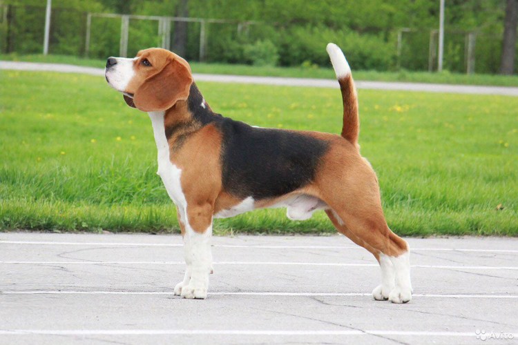 Порода Бигль