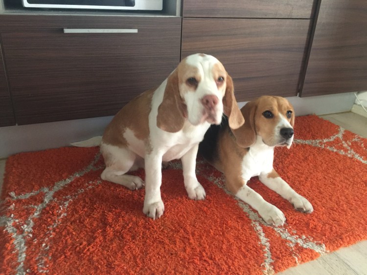 Щенки бигля биколор