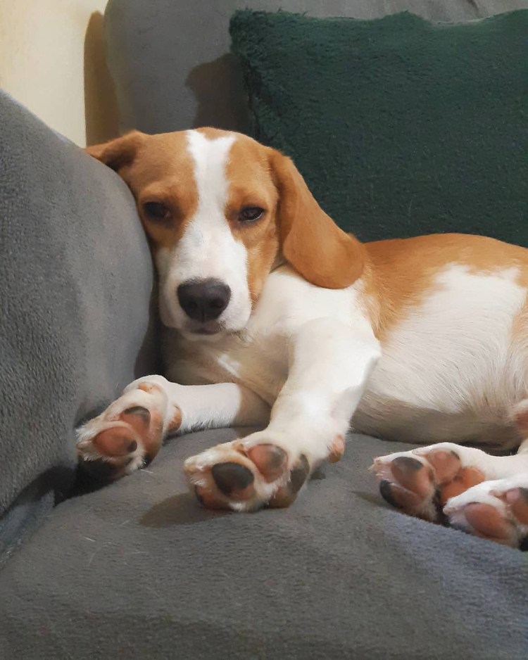 Бигль окрасы