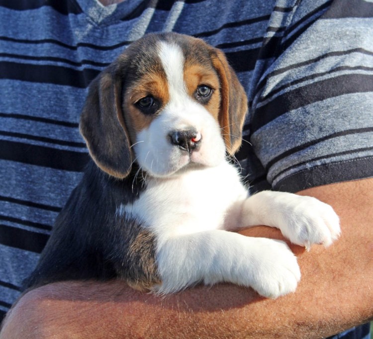 Крапчатый Бигль