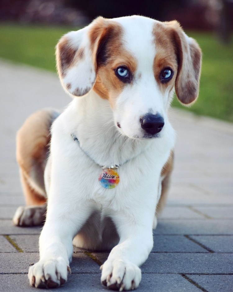 Северный Бигль