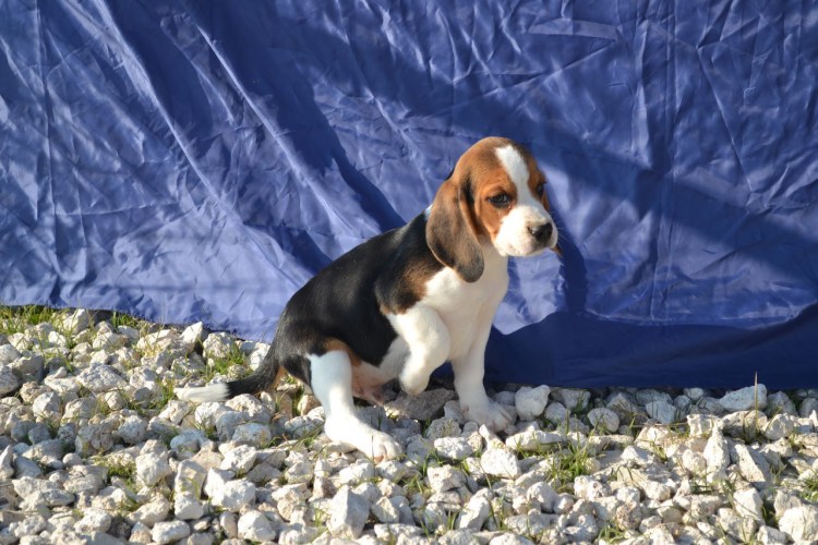 Бигль собака биколор