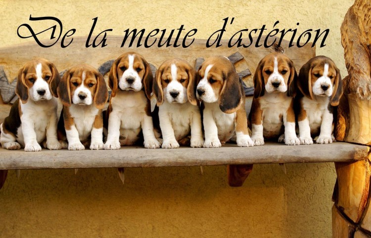 Лимонный Бигль