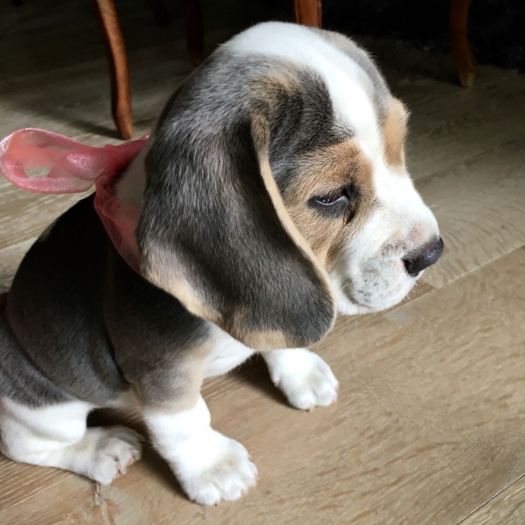 Бигль собака биколор