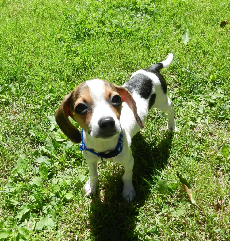 Бигль Триколор и биколор