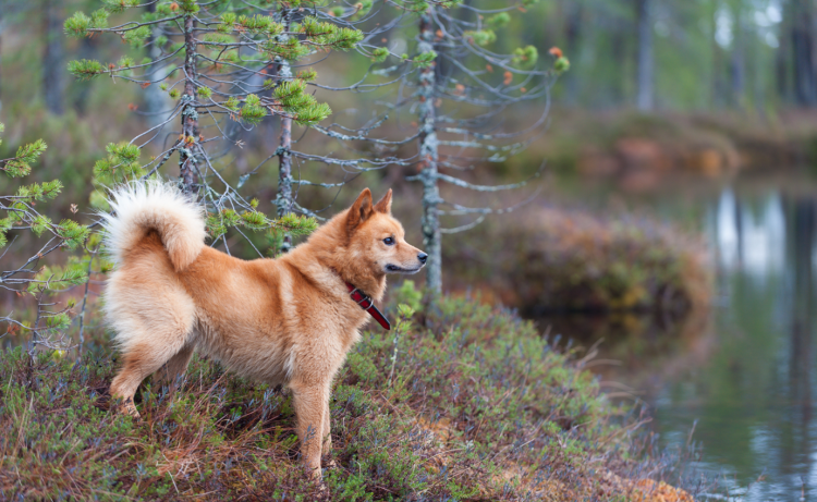 Карело-финская лайка финский шпиц