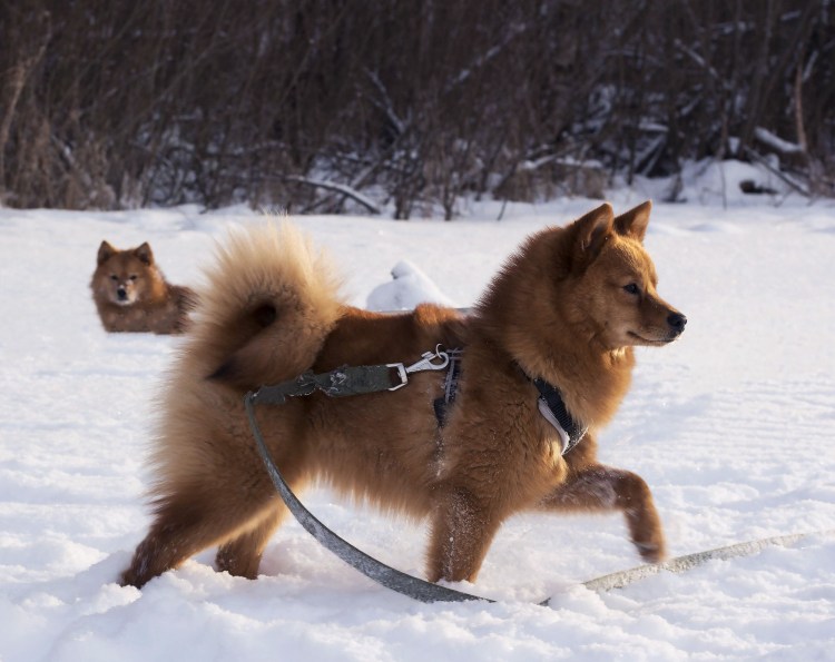 Карело-финская лайка финский шпиц