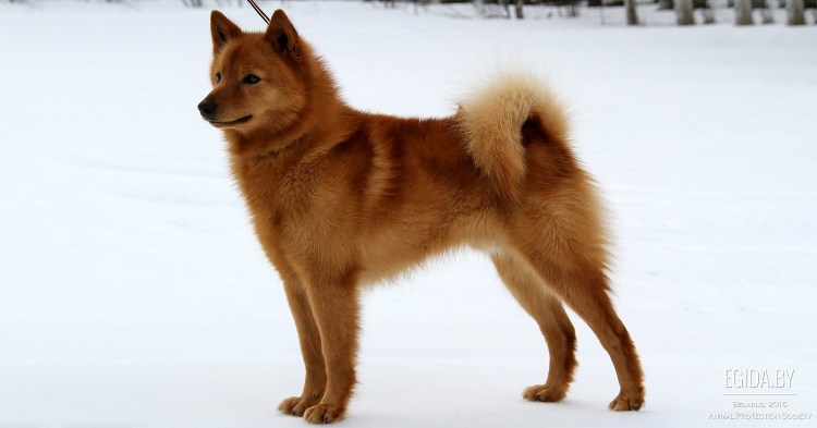 Порода Карело финская лайка
