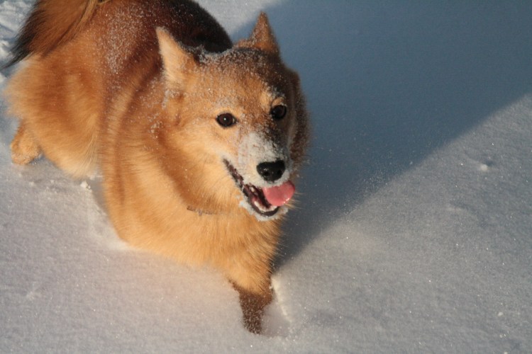 Карело-финская лайка
