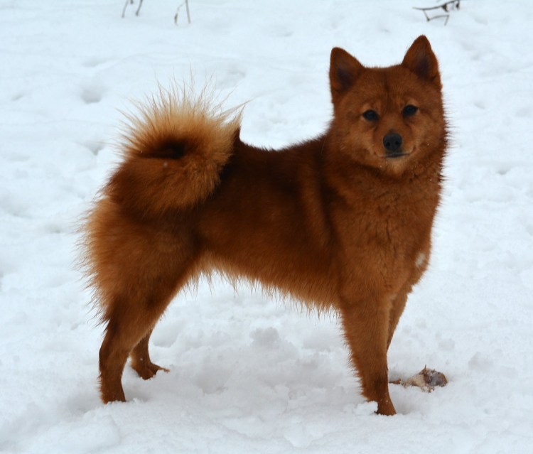 Карело-финская лайка