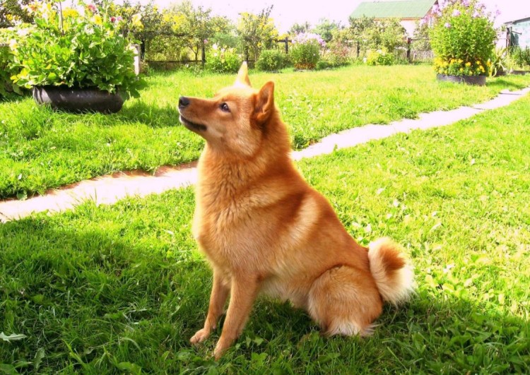 Карело-финская лайка щенки