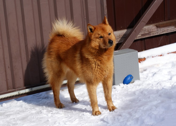 Финская лайка (Карело-финская лайка)