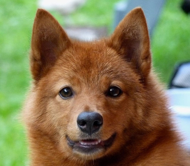 Карело-финская лайка