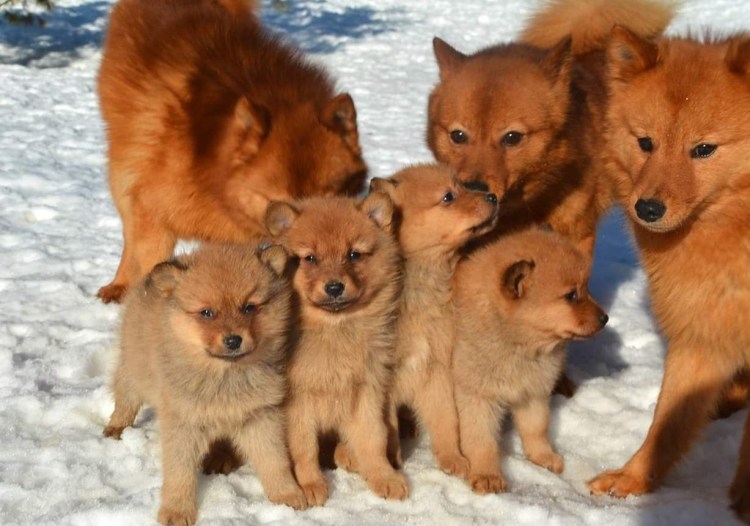 Карело-финская лайка