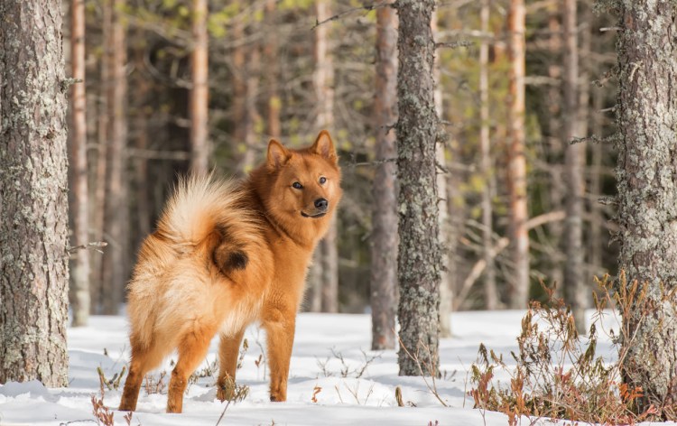Карело-финская лайка