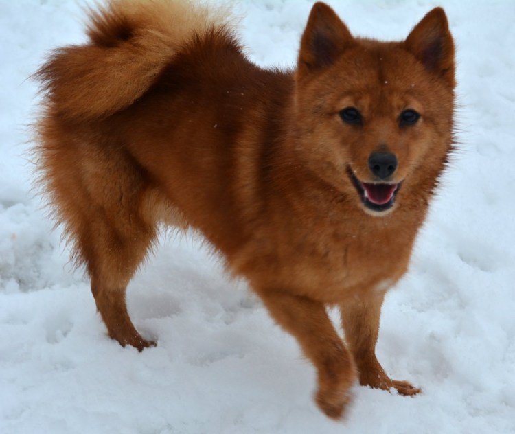 Каронолафинская лайка