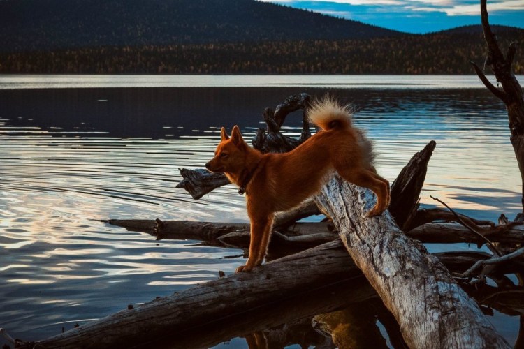 Порода собак Карело финская лайка