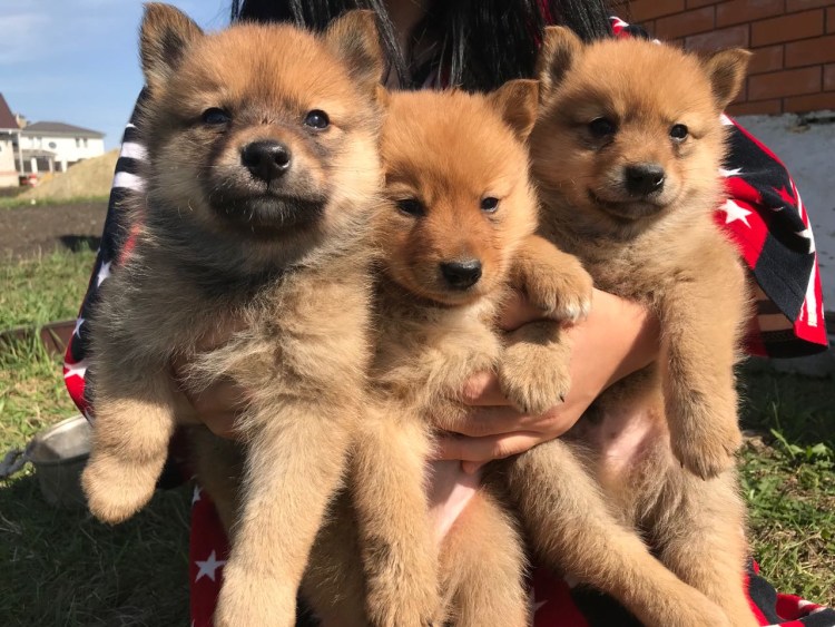 Каронолафинская лайка