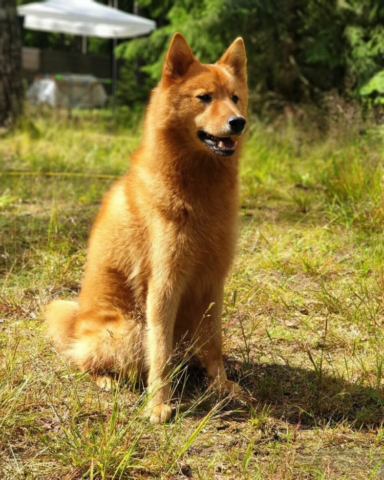 Карело-финская лайка финский шпиц