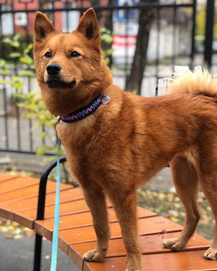 Карело-финская лайка