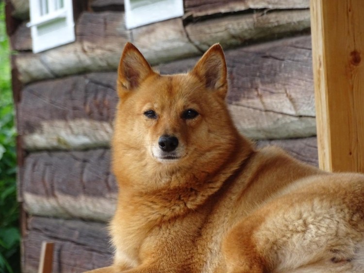 Карело-финская лайка финский шпиц