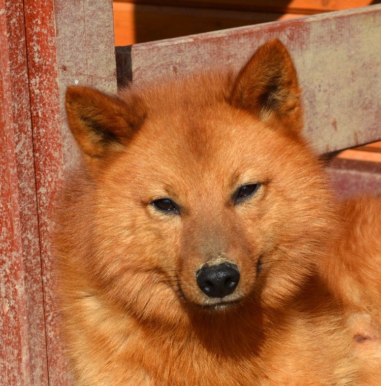 Порода собак Карело финская лайка