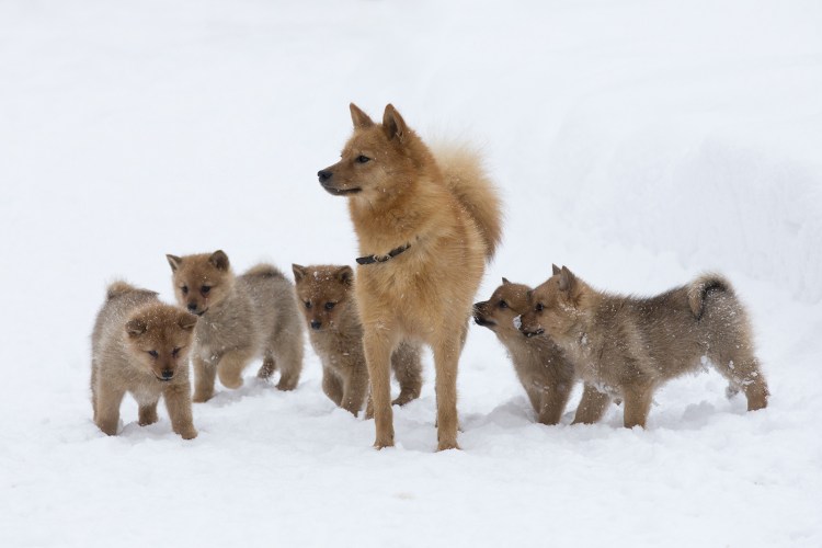 Карело-финская лайка хвост