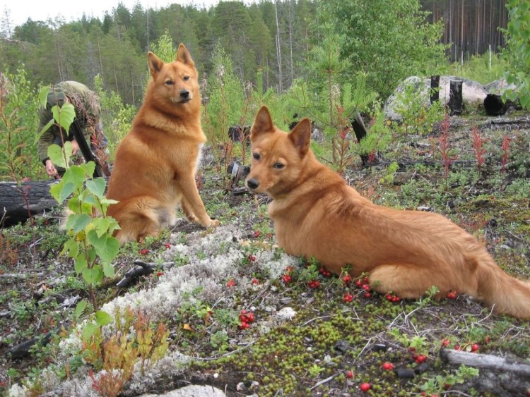 Карело-финская лайка карликовая