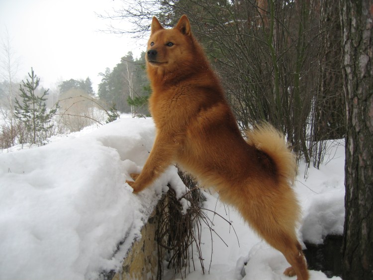 Карело финский шпиц