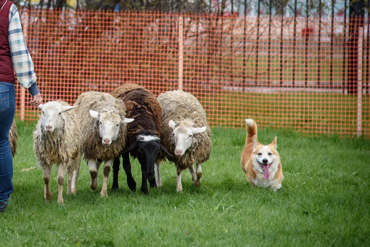Вельш корги пасет овец